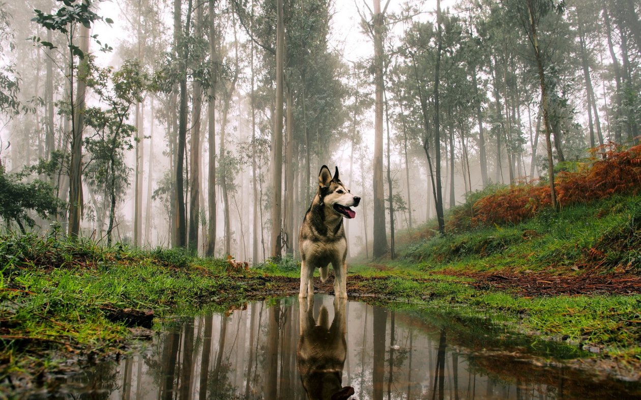 Siberan Husky 3
