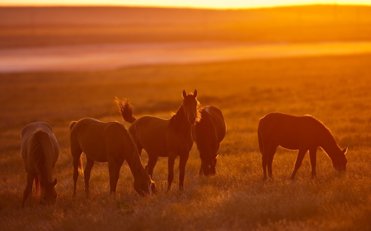 Horse Photography