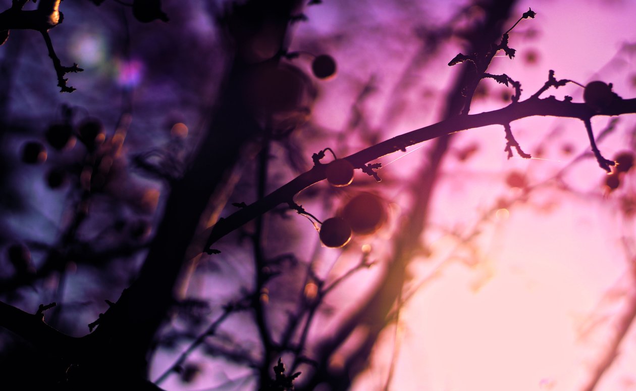 Spring Season Plant Tree 5k