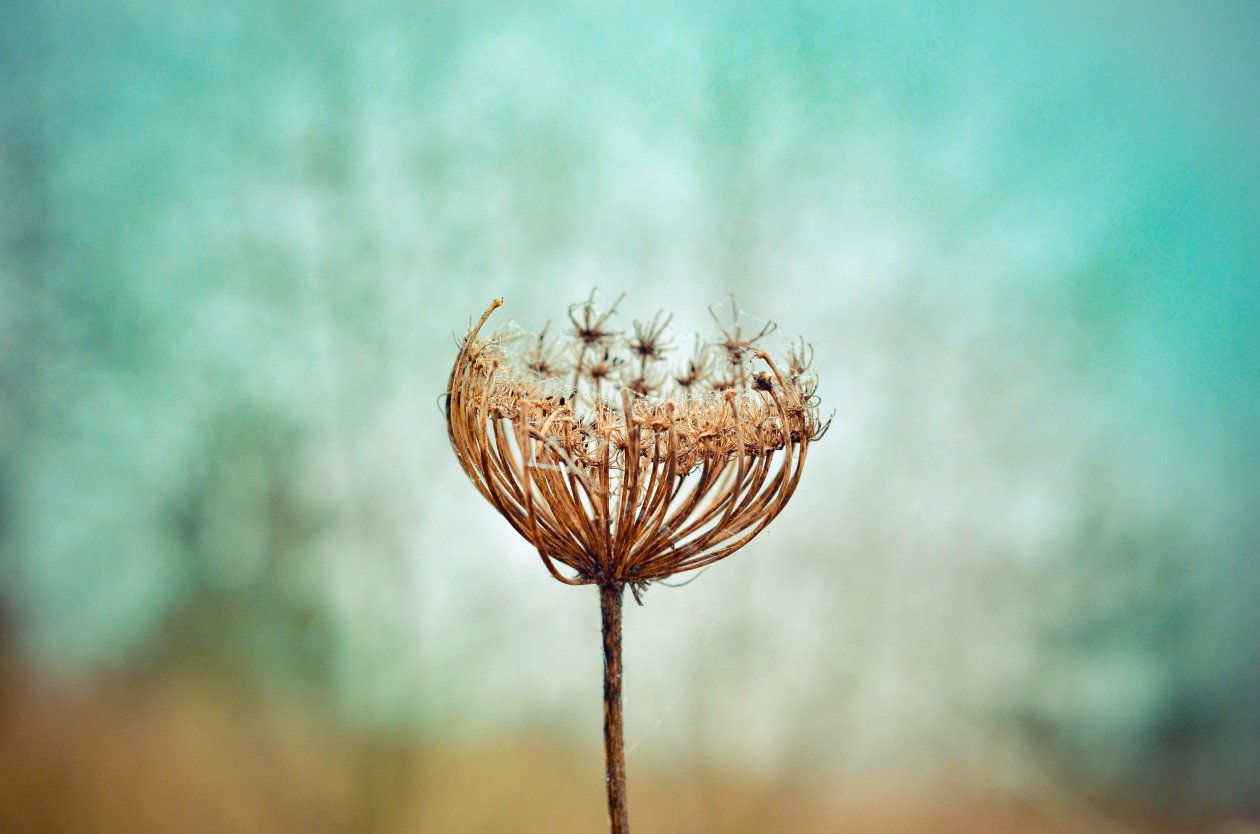 Dandelion Plants
