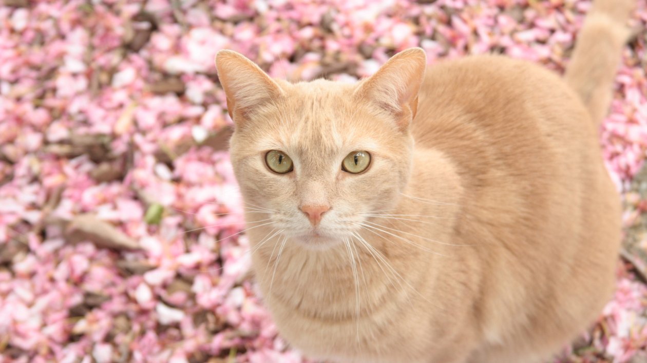 Cat On Pink Flowers