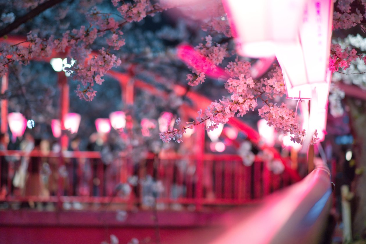 Cherry Blossom Flora Flowers 5k