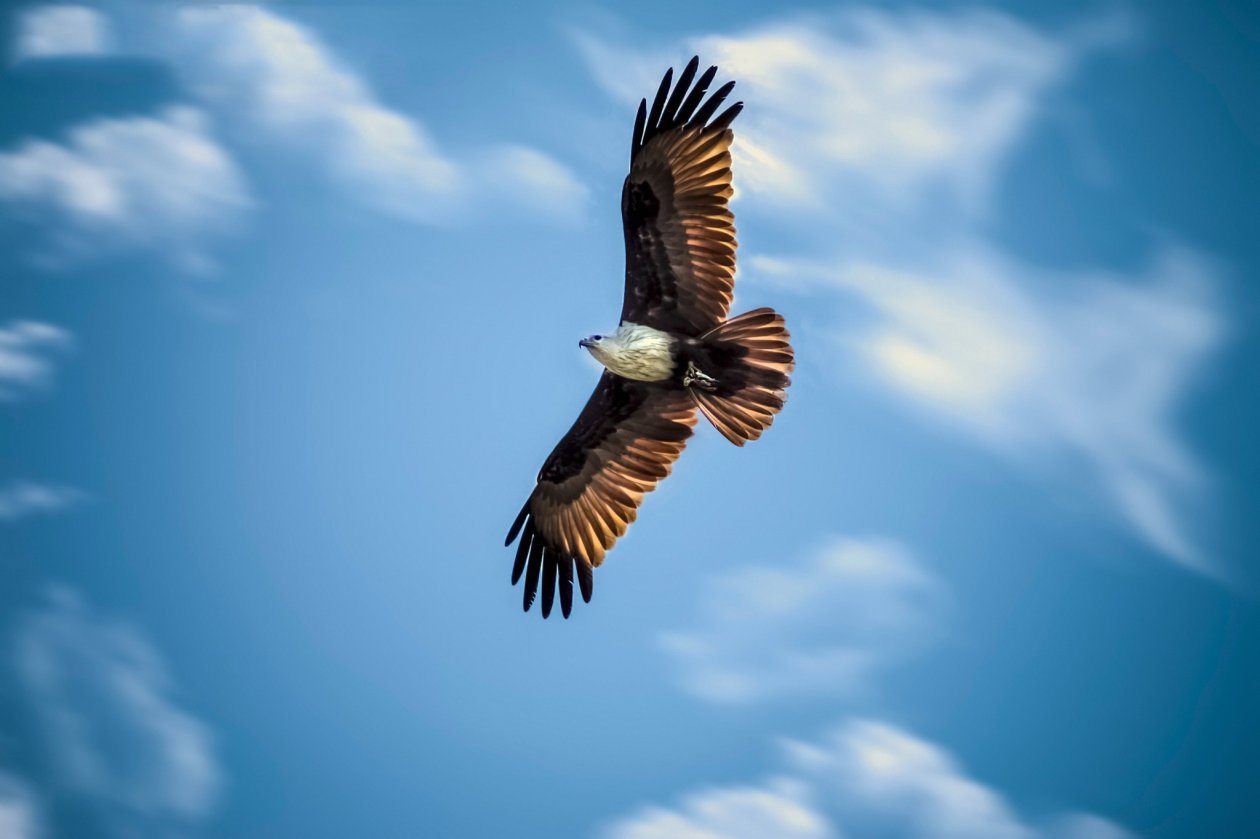 Eagle