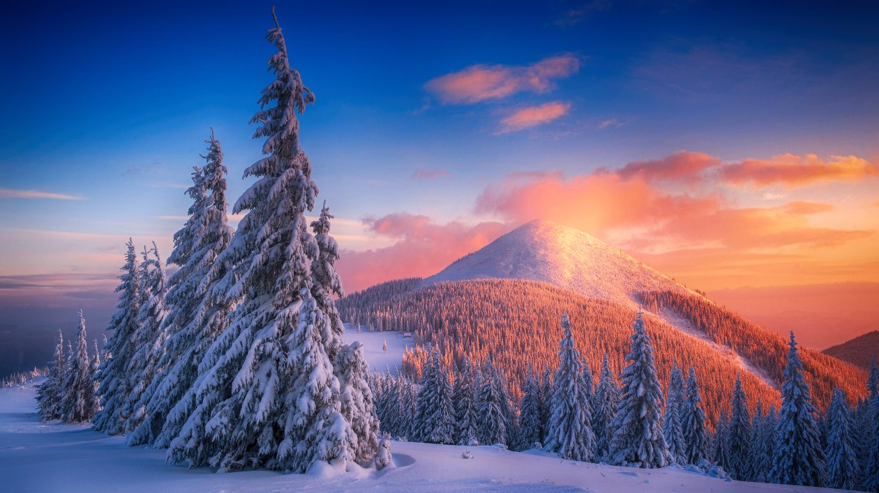 Snowy Pine Trees And Mountains 4k