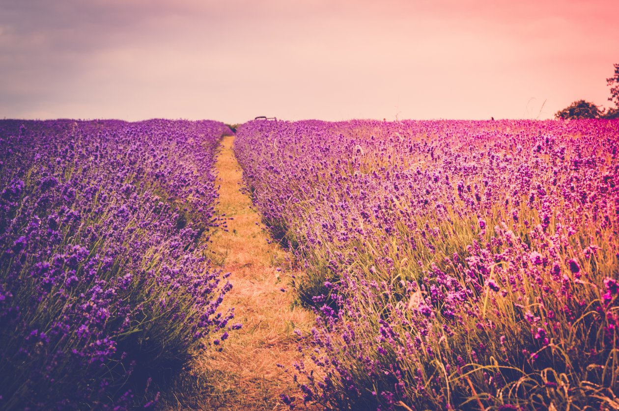 Farm Field Flora Flowers Scenery 5k