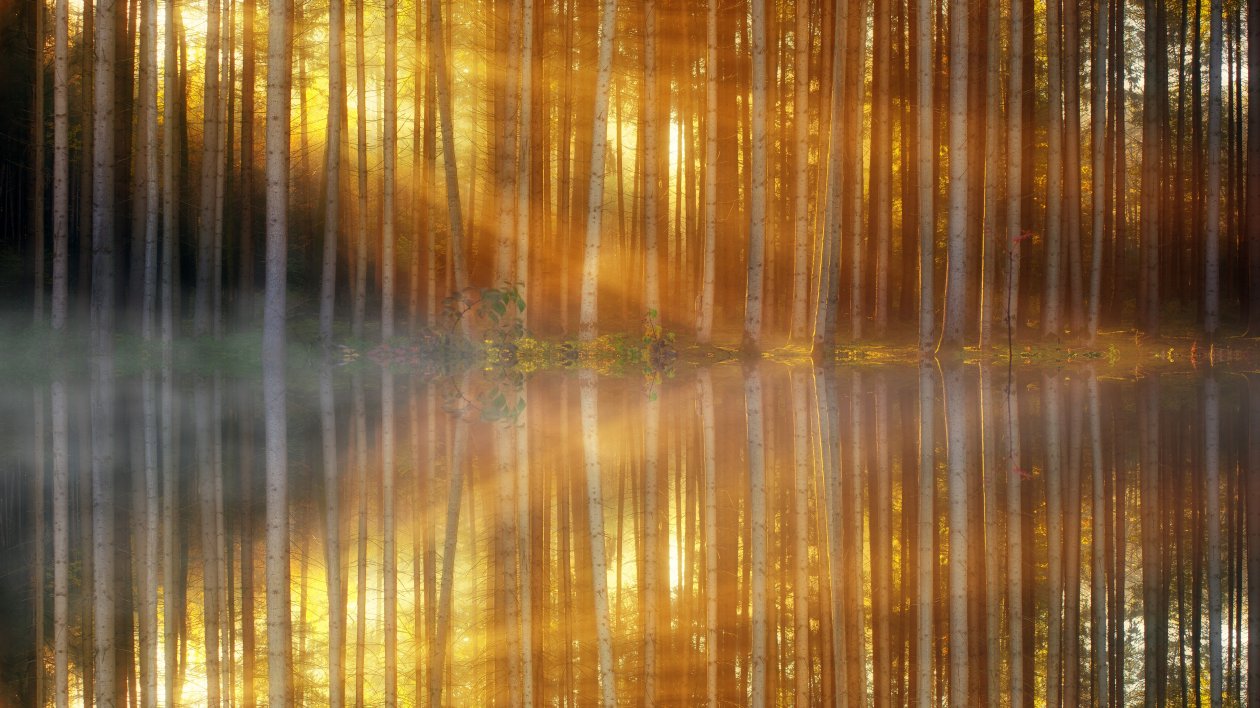 Trees Lakes Sunbeams
