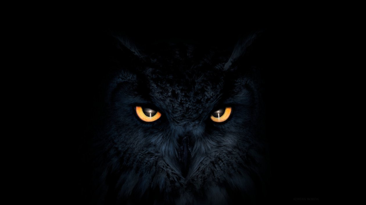 Owl Dark Glowing Eyes