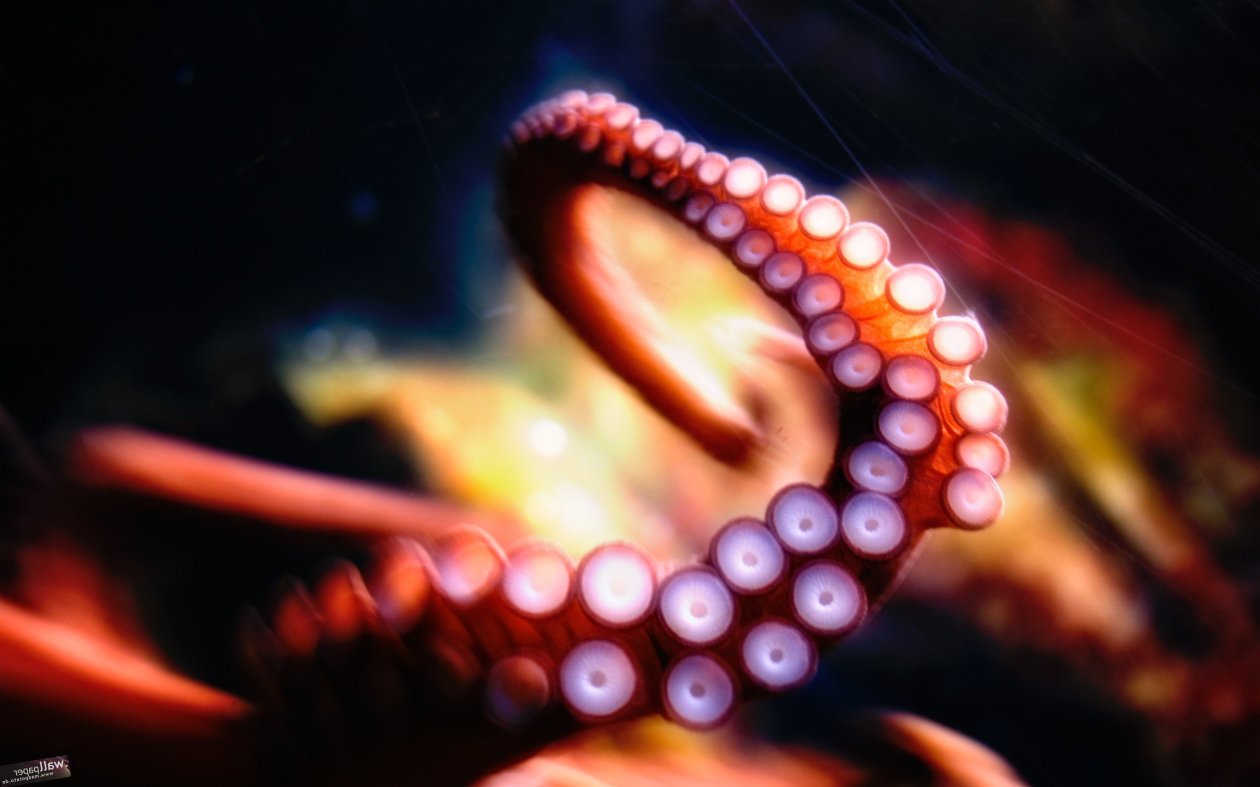 Octopus