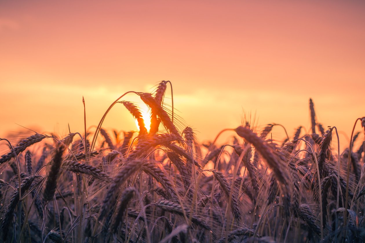 Cornfield Sunset 4k 5k