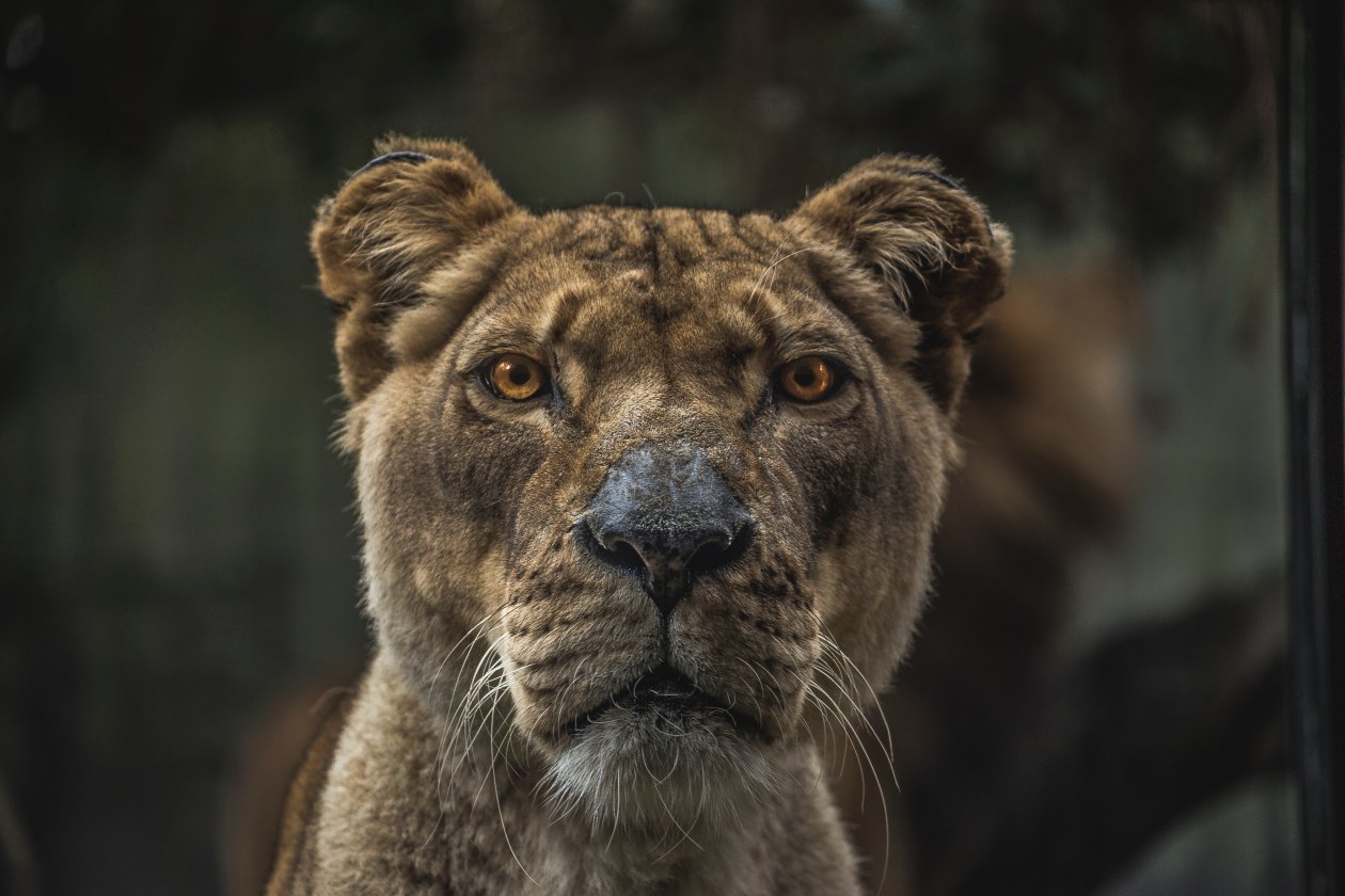 Lioness Macro 5k