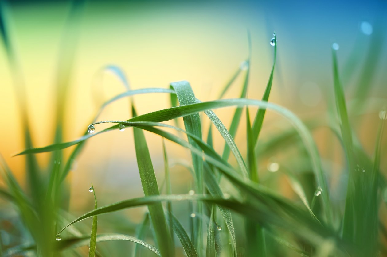 Raindrop Grass Plant 5k