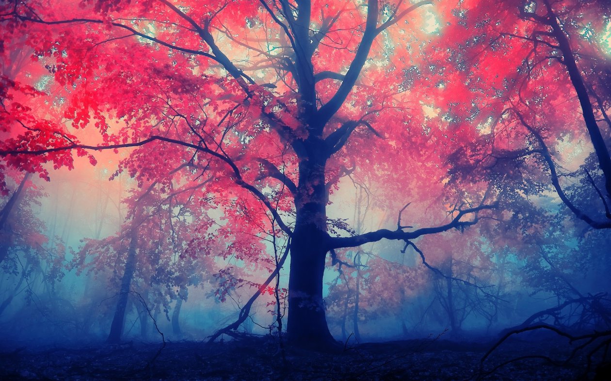 Autumn Forest