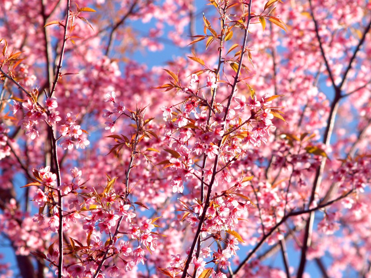 Pink Flowers Blossom Season Background 4k