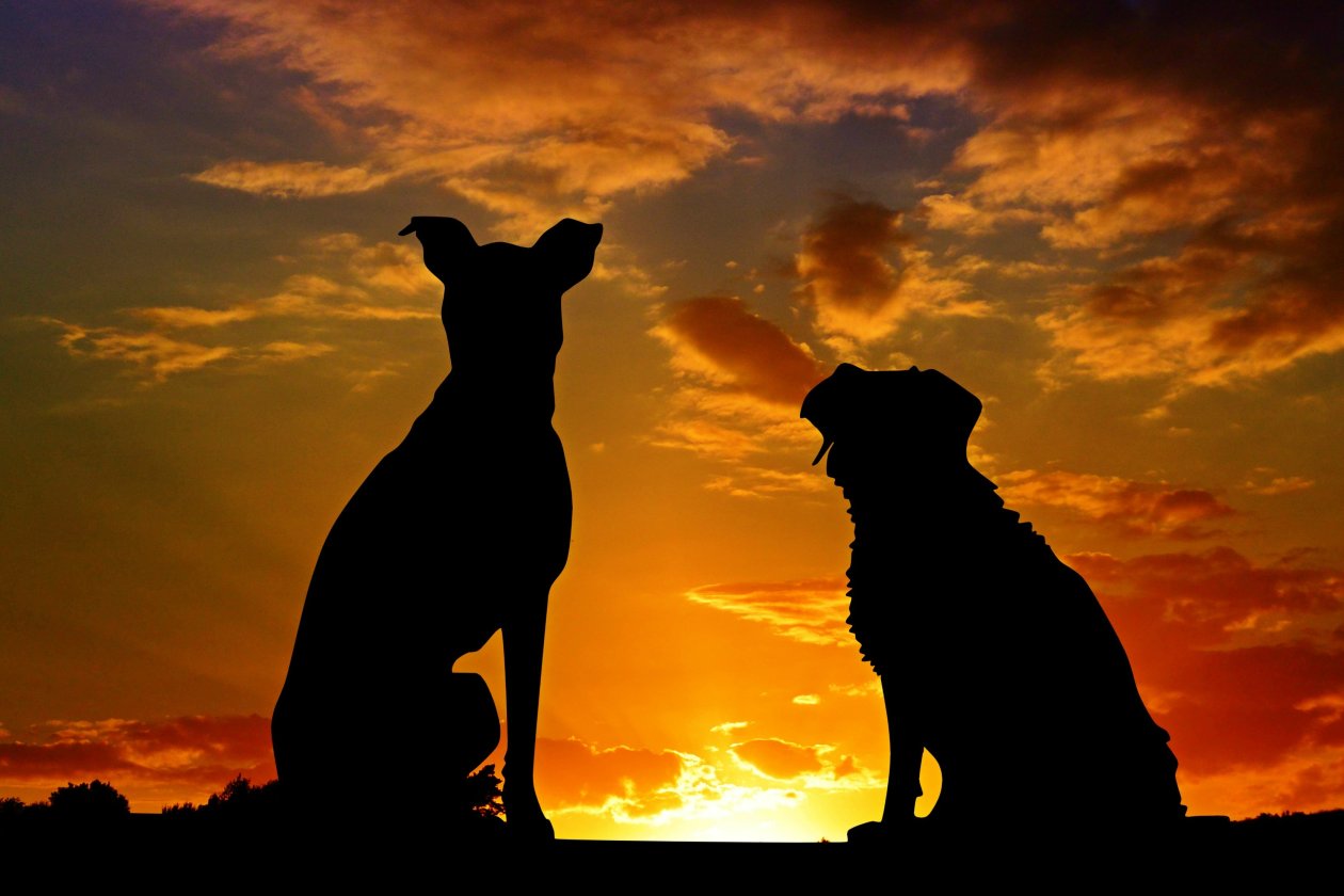 Dogs Silhouette 4k