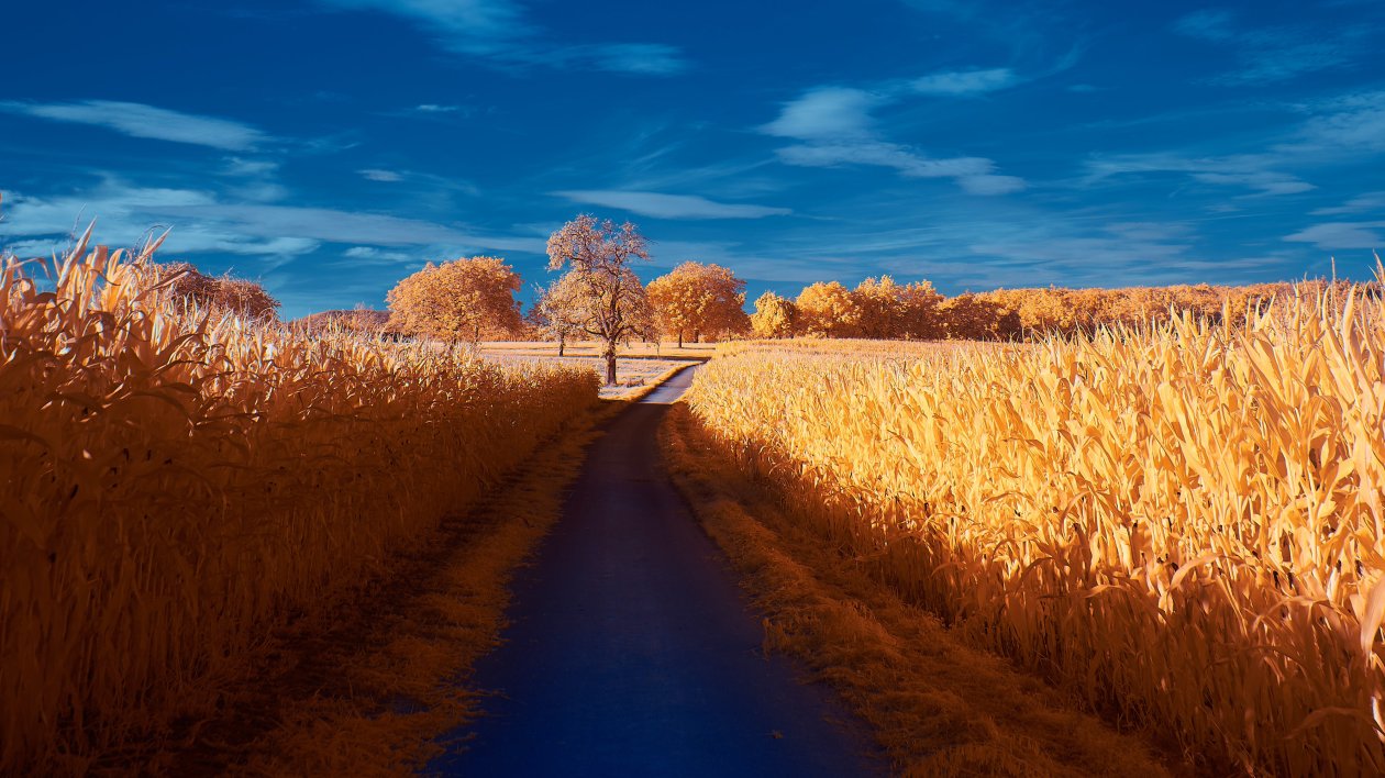Road Autumn 4k