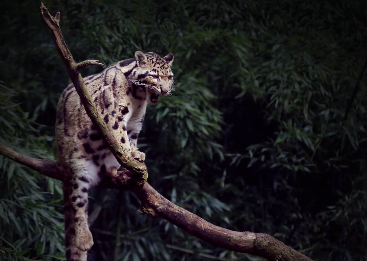 Clouded Leopard Yawning 5k