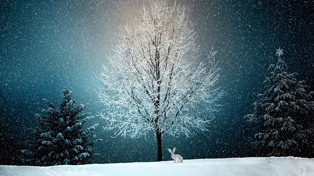 Winter Snow Tree 5k