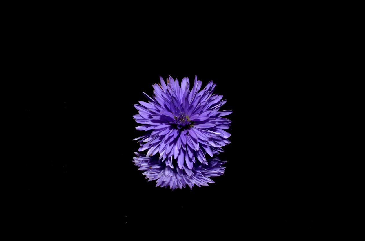 Blossom Purple Flower Black Background Reflection