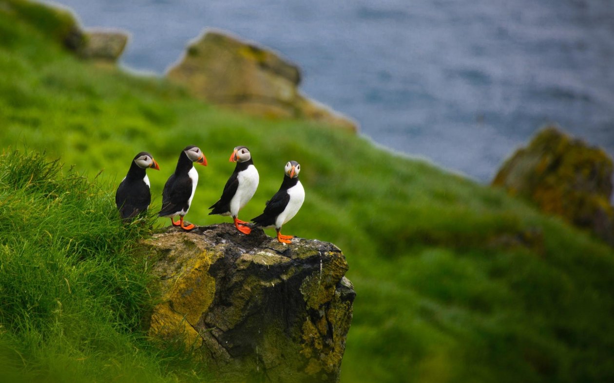 Puffins