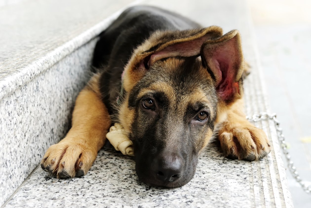 German Shepherd 2
