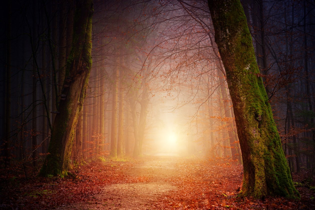 Forest Beautiful Sunbeams 5k