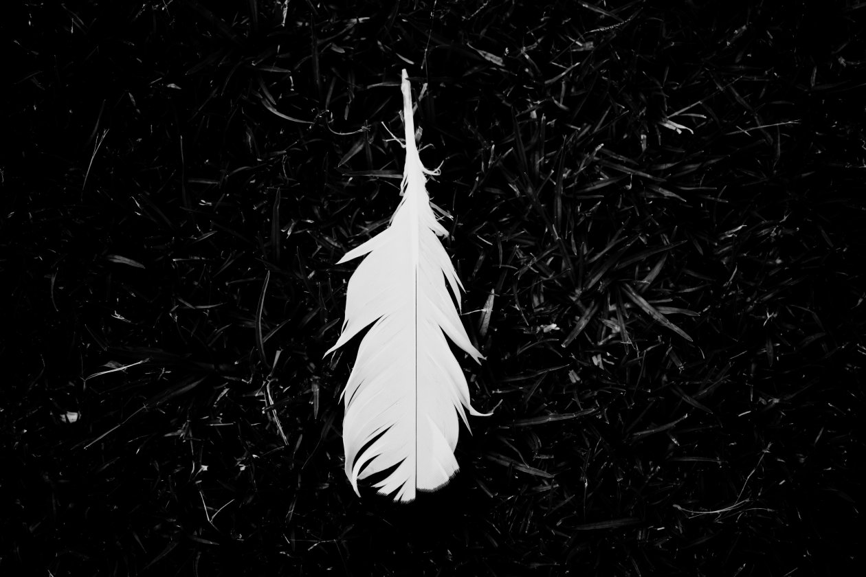 Feather Black And White 5k