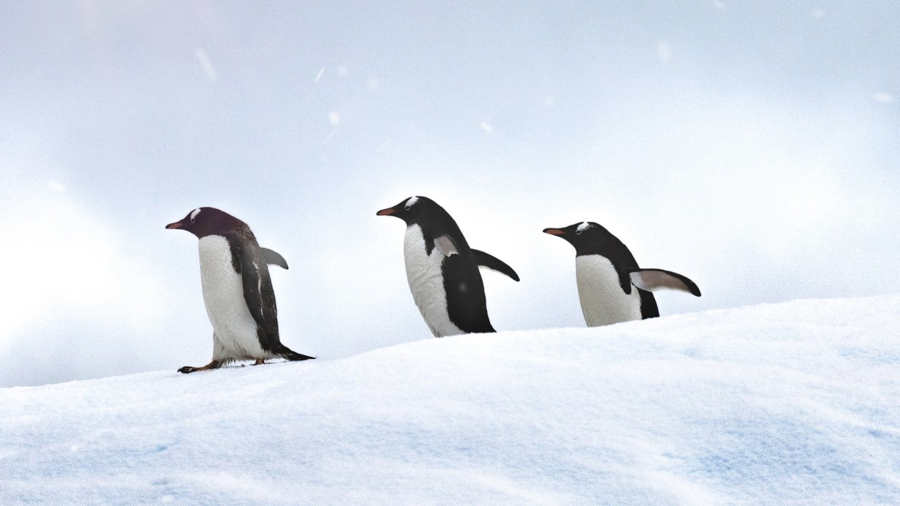 Penguins Walking