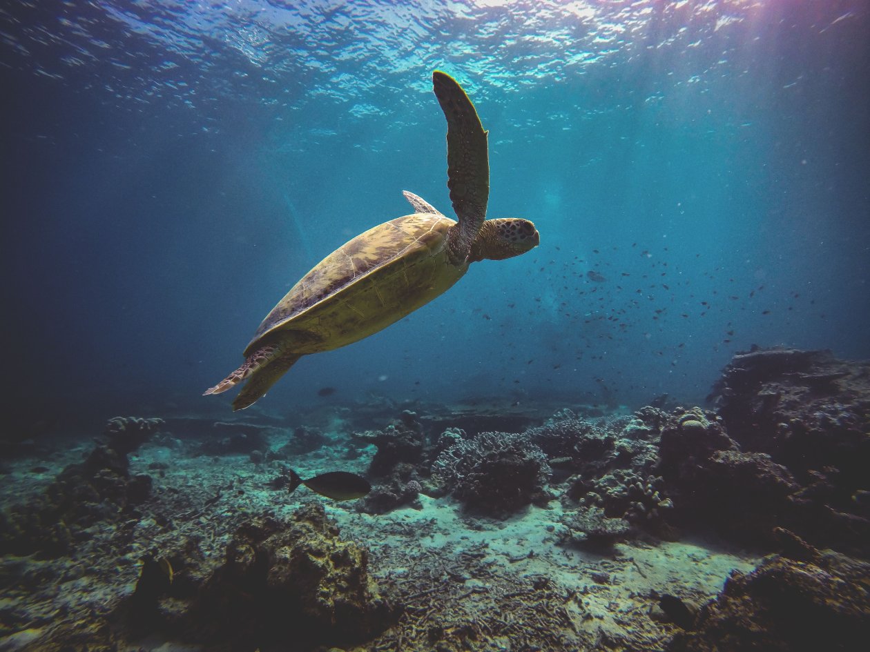 Sea Turtle 4k