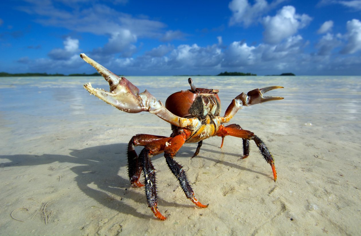 Fond d'écran Crab