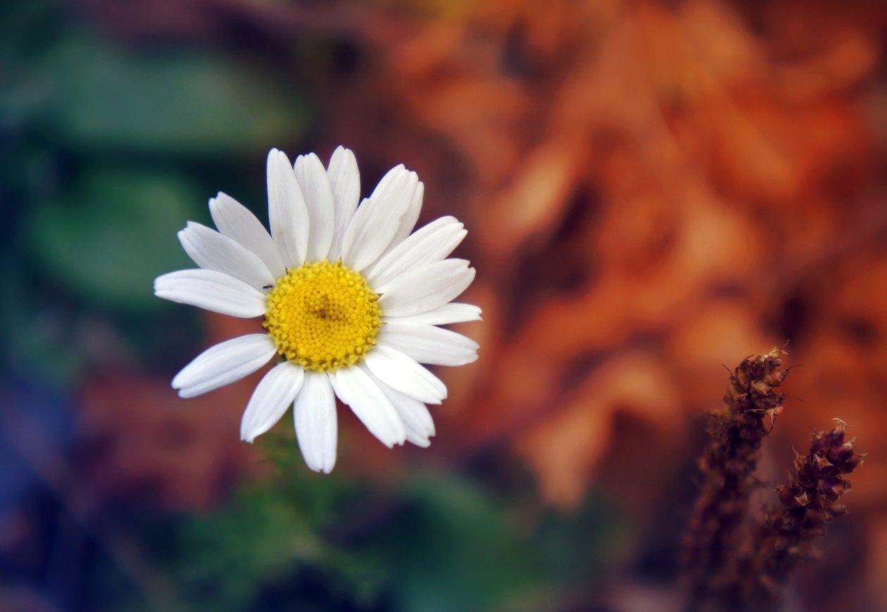 Daisy Flower Petals Close Up