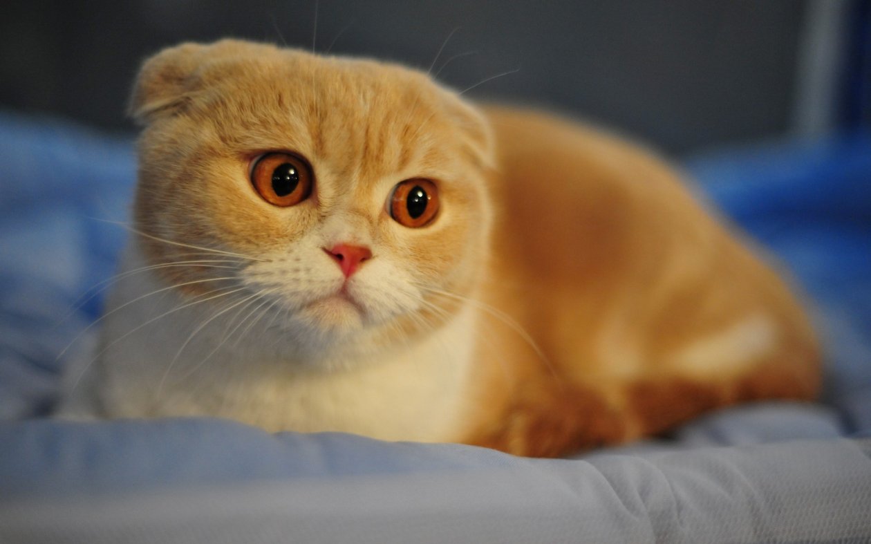 Scottish Fold Cat