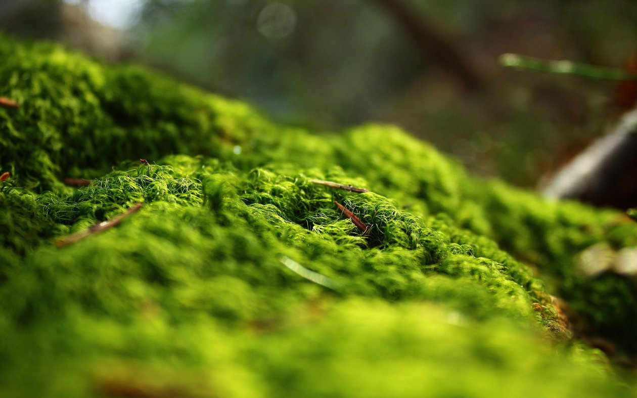 Forest Springtime