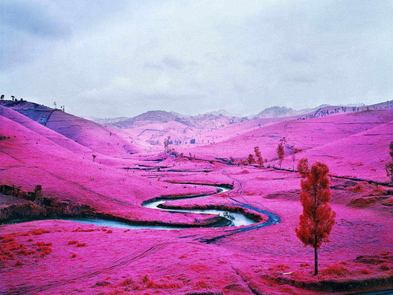 Pink Field Democratic Republic Of The Congo