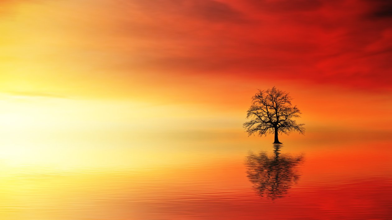 Lone Tree In Water At Dusk