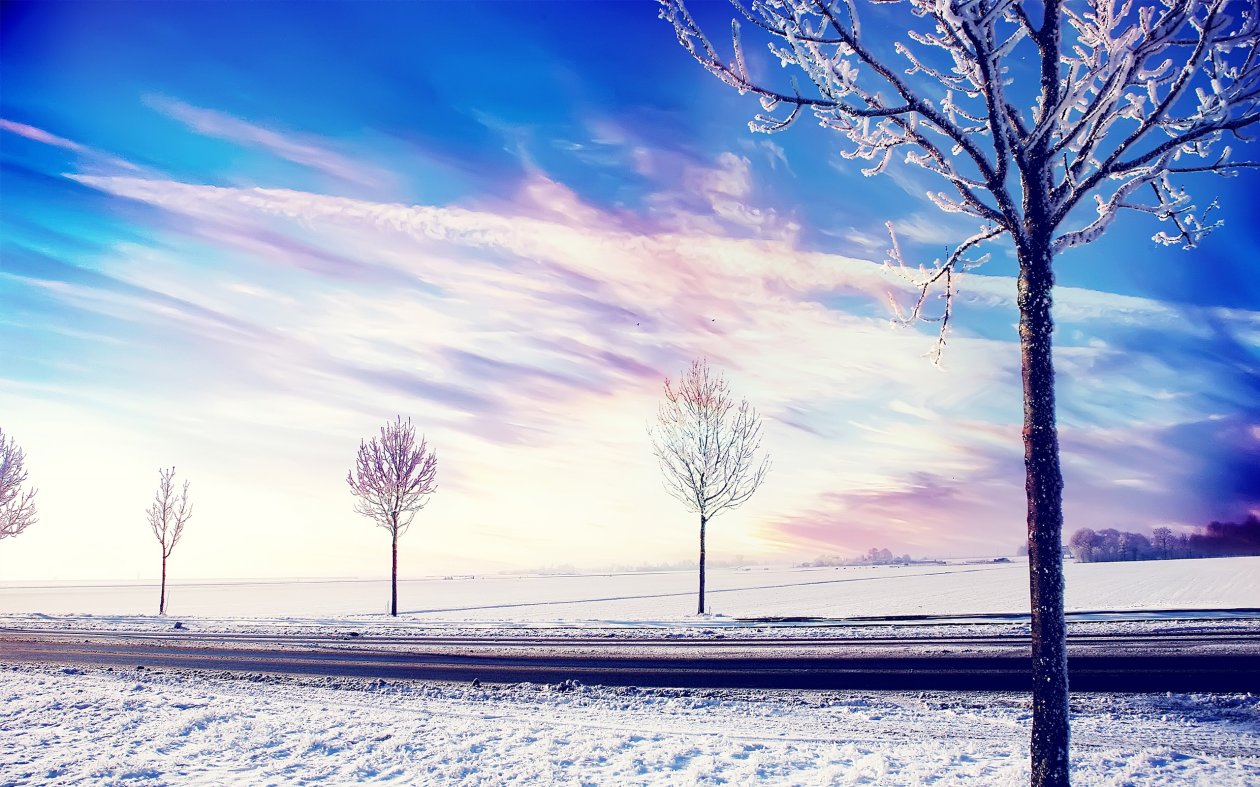 Snow Winter Trees 2