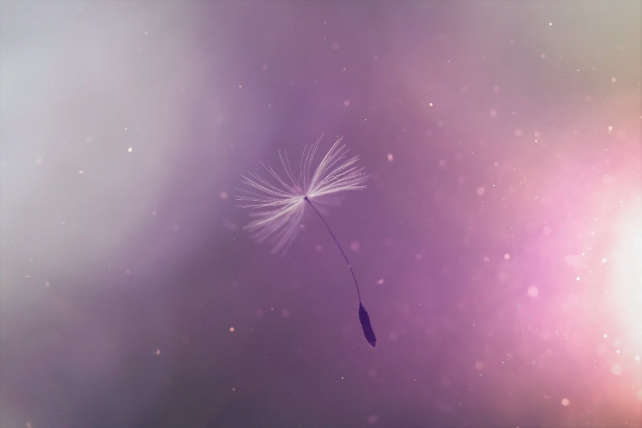 Dandelion Umbrell Flying