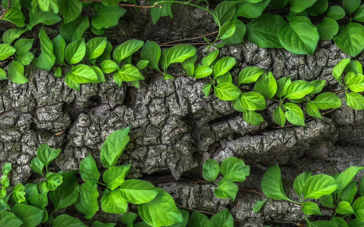 Leaf Macro
