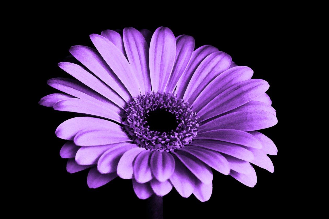 Close Up Of Purple Petaled Flower