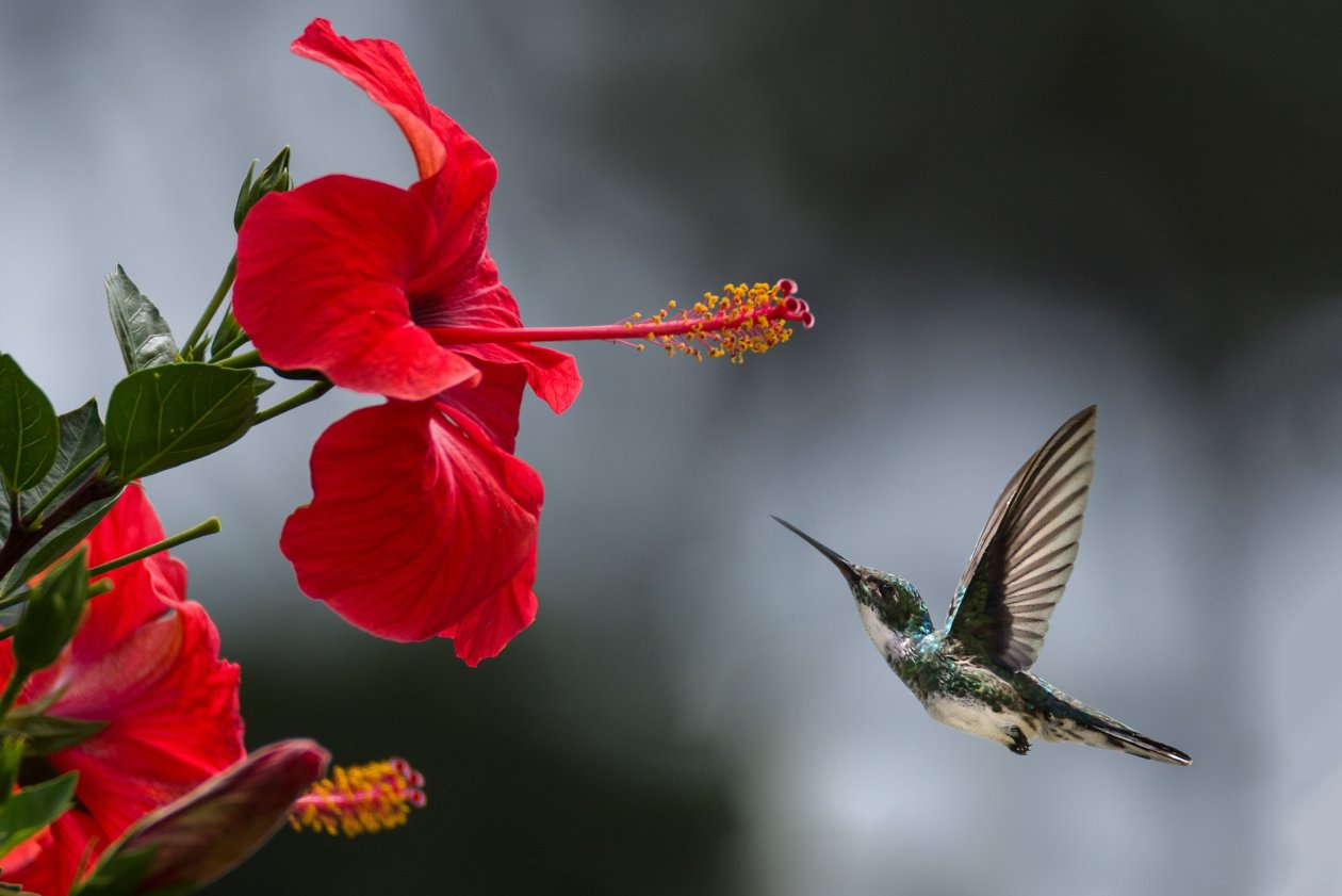 Hummingbird Macro