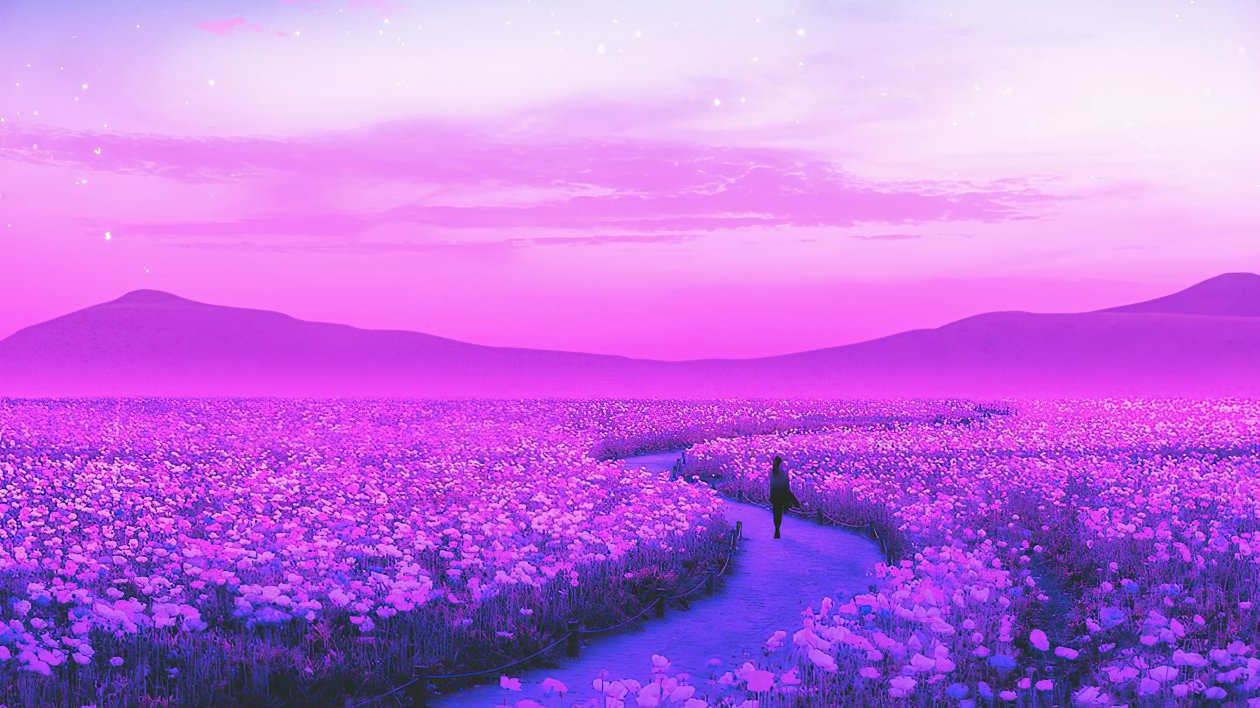 Day Dreaming Lavender Field 4k