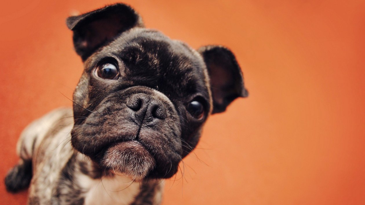 Bulldog Puppy