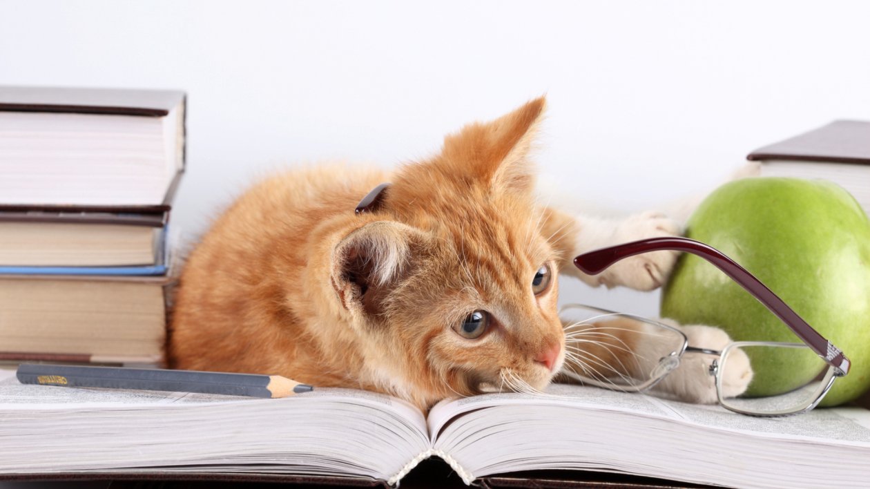Cat Lying On Books