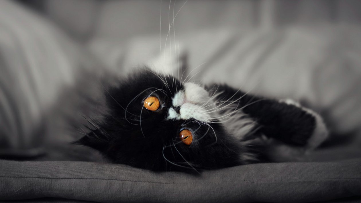 Cat Eyes