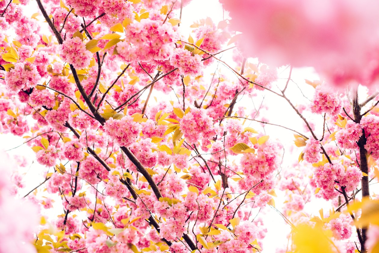 Pink Blossoming Tree 8k