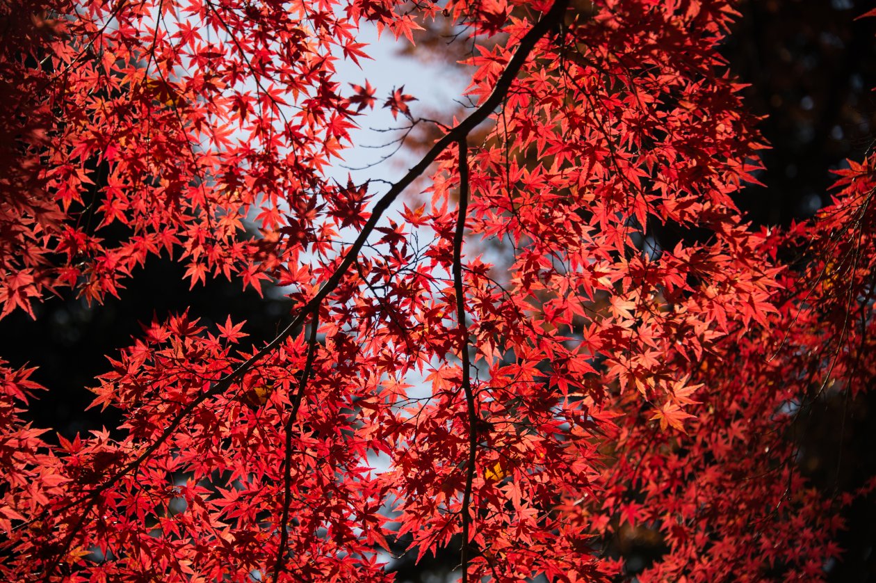Red Leaves Tree Close Up 5k