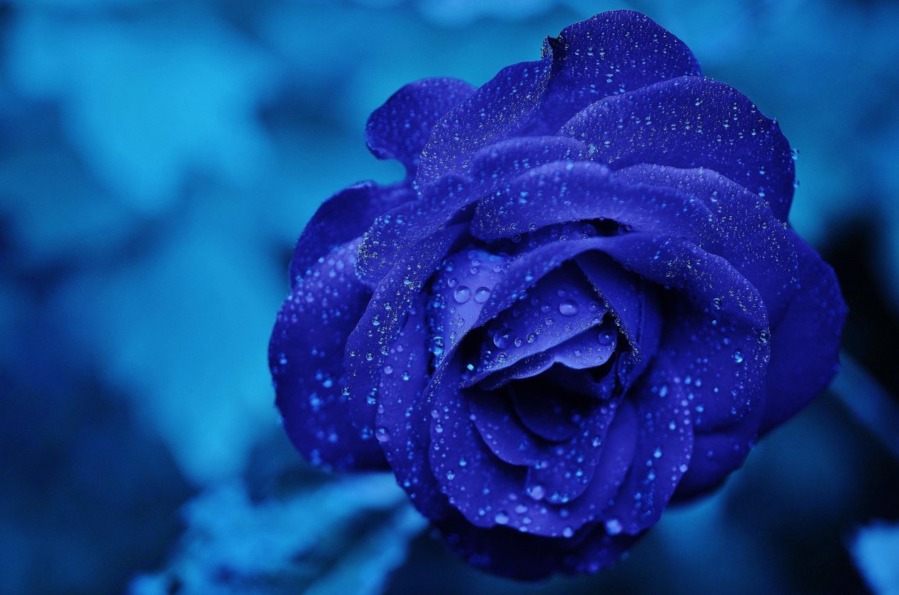 Blue Flower 4k 5k