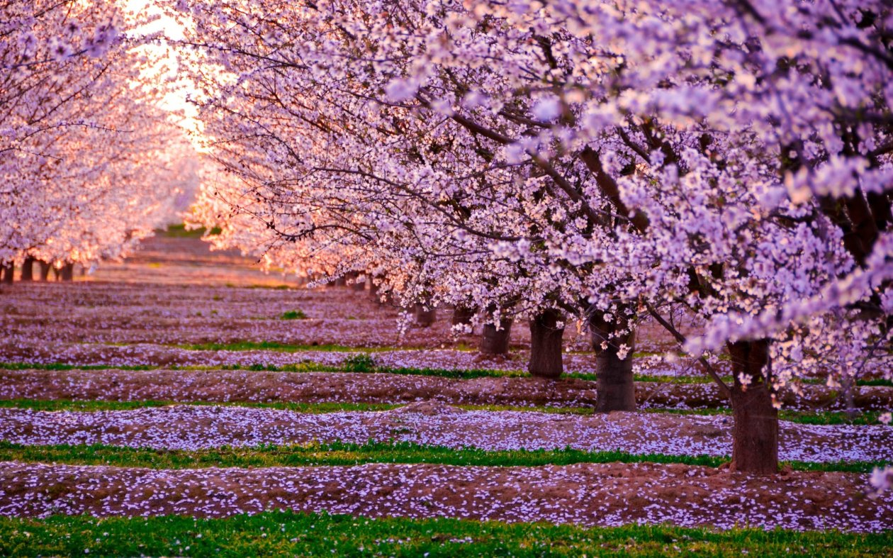 Blossom Nature Pink Flowers Trees