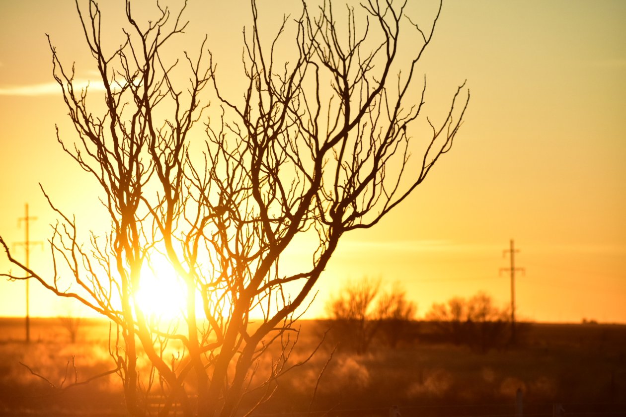 Tree Branches Afterglow Silhouette