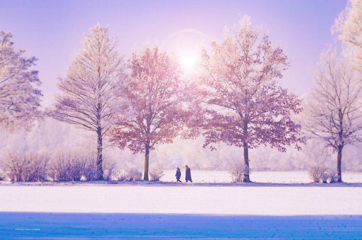 Winter Trees 5k