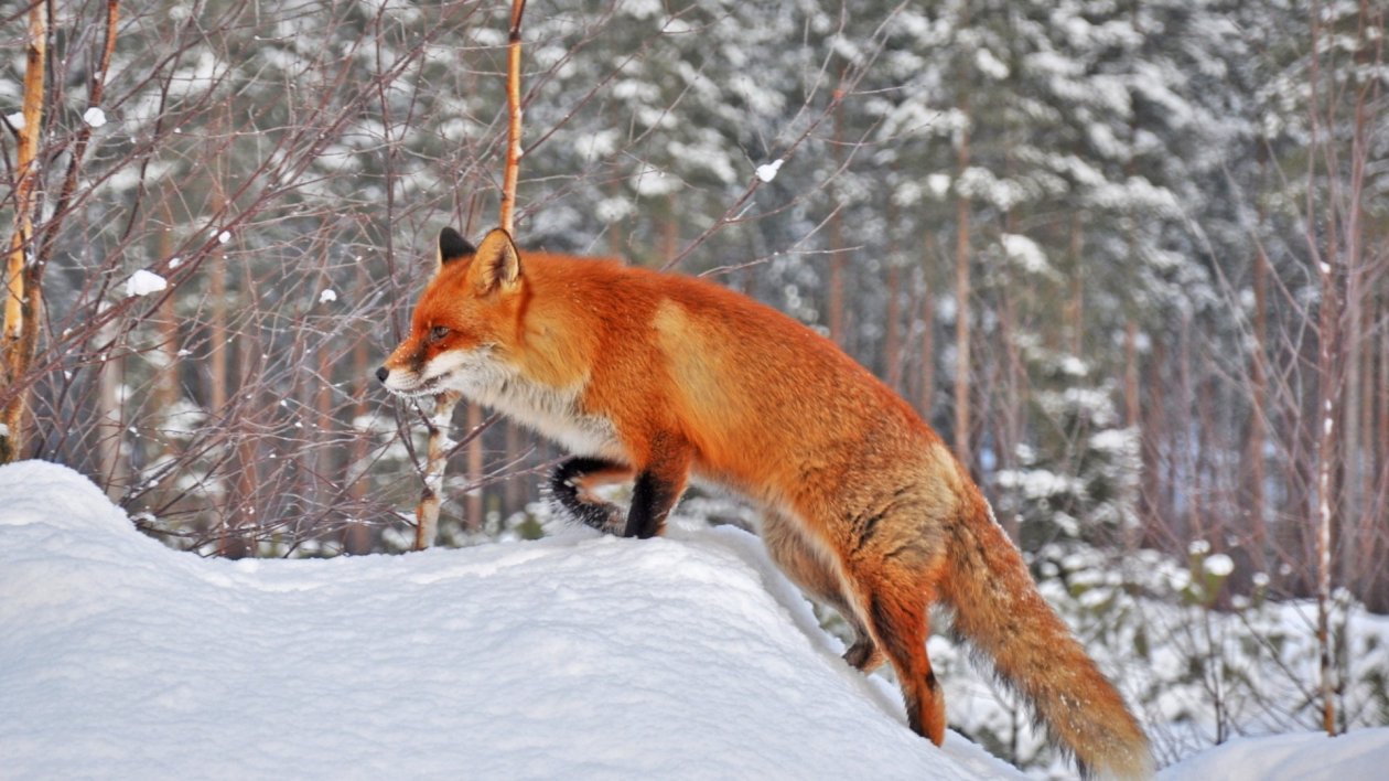 Fox In Snow
